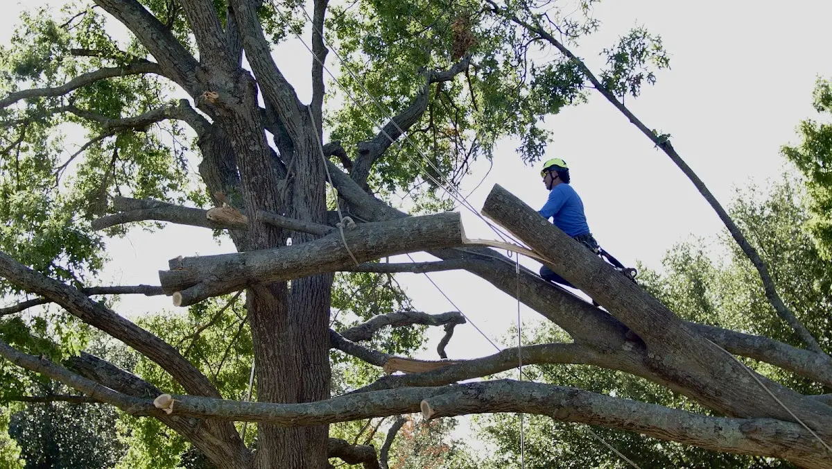Professional Crown Thinning performed by certified arborists in Fort Atkinson